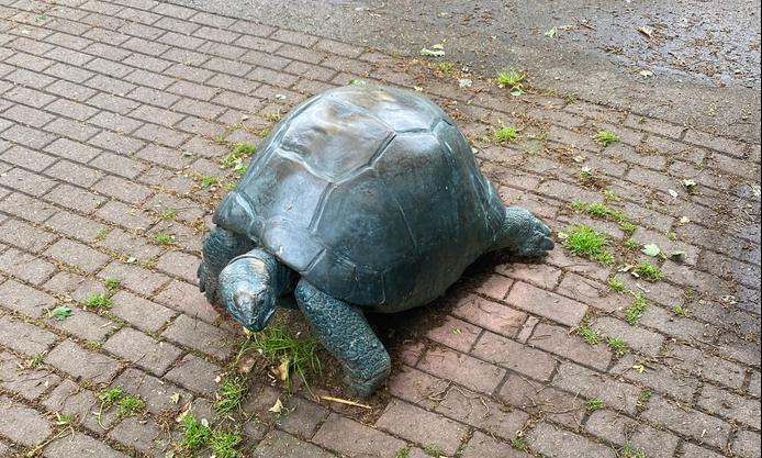 the turtles